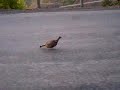 Ruffed Grouse goofy and on the move