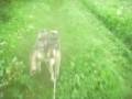 videos de Bikejoring spring 2008