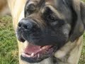 English Mastiffs-Brindle and Drew