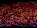 Live Cinema Sample