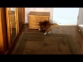 Видео - Мейн-кун - это порода кошек с интелектом собаки