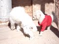 moti y toro moti y toro