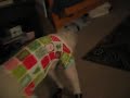 Peanut's New Shoes!
