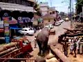 indai melos elefant indai melos elefant