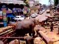 indai melos elefant