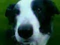Border Collie on NokiaN95 (R Jessie - God Love Her!) Border Collie on NokiaN95 (R Jessie - God Love Her!)