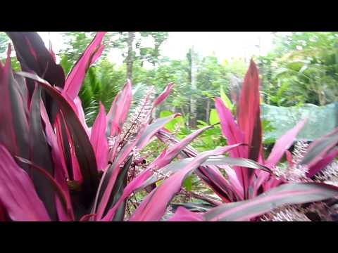 how to plant cordylines