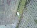 videos de Mislukte rookbom lol