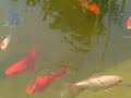 My Pond late 2008 My Pond late 2008
