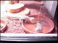 Pogona Henrylawsoni - Bath-Agame