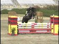 Golas - 9 year old Grand Prix jumper Golas - 9 year old Grand Prix jumper