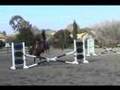 Dressage-Sporthorse-