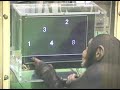 Chimpanz�s