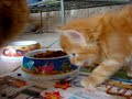 Cat\