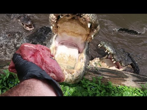 YouTube reptile video