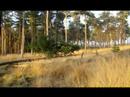 Een herfst wandeling door de Kampina
