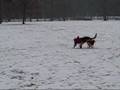 Basenji