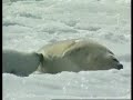 new-seal-hunt-canada.html