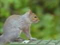 Squirrel on a Impossible Reggae Mission