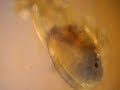 Baby Mussel  activity