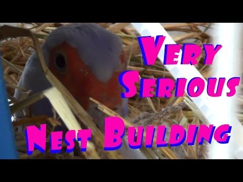 how to turn nest off