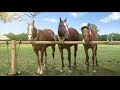 equitacion
