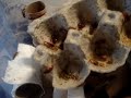 Roach colony