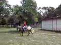 Cowboys Dual Delight - 6yr 51 POA Mare FOR SALE
