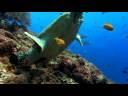 Sea Turtle