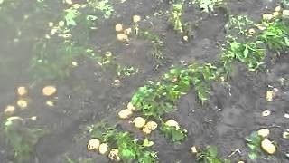 Работа Каменской ГКК в дождь 28 мая 2015 г