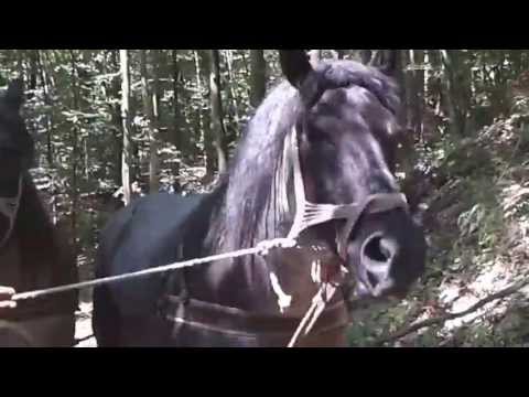 cai de padure - cai de rasa vadu izei si de vanzare 400 de milioane oferta!!!!!