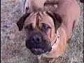 DEXT-ORR BULLMASTIFFS-DOGS PLAY EARLY SPRING 06