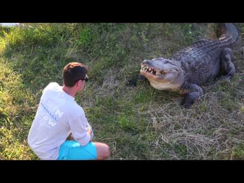 YouTube reptile video