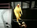 dancing chicken in smackdown vs raw 2010