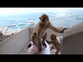 2 Barbary apes attack a man in Gibraltar