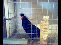 Kosova Long Crowing Rooster 2