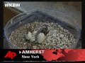 two headed snake turns heads at ny pet store
