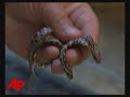 two headed snake turns heads at ny pet store