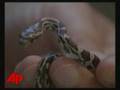 Two-Headed Snake Turns Heads at NY Pet Store