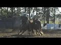 Paleteadas Cabanha A Tala