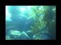 butterfly fish, catalina island, california