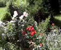 Rosi Garten