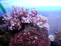 Mein kleines Meerwasser Aquarium
