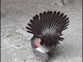 Ocellated Turkey in Tikal, Guatemala