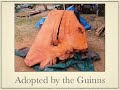 The Guinn Project