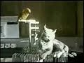 A parrot sprinkled urine to a cat.