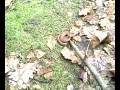 Zmija zygzakowata (Vipera Berus)