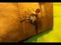 Click here to watch this video Fighting Spiders: HK T.Bha SubAdult Male (L10)'s Full Moulting Course ~ 16th Jan 2012