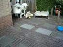 Joppe Joppe