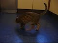 Bengal Cat Mischief - tin opener